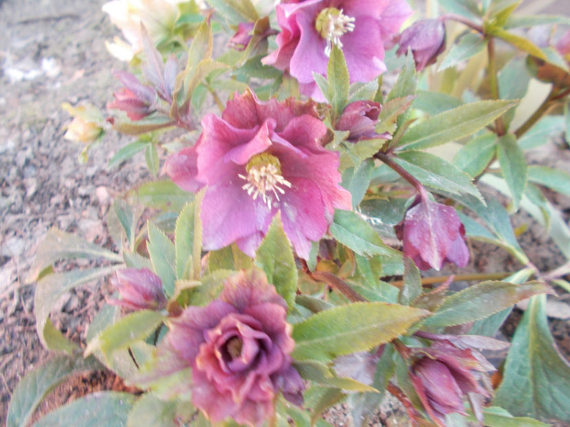  - HELLEBORUS 2020-2021-2022