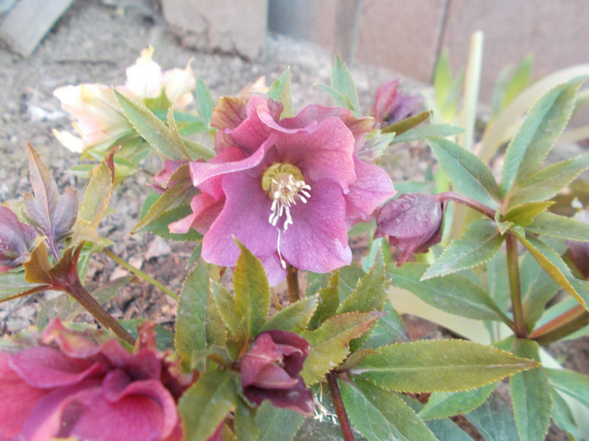  - HELLEBORUS 2020-2021-2022