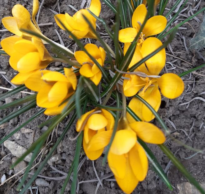  - Flori de Primavarã-Varã 2022