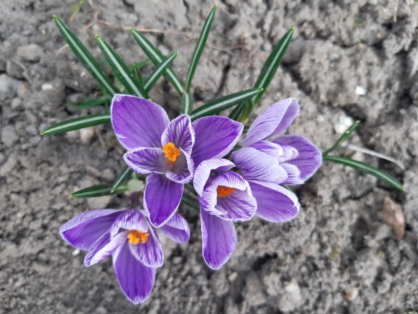  - Flori de Primavarã-Varã 2022