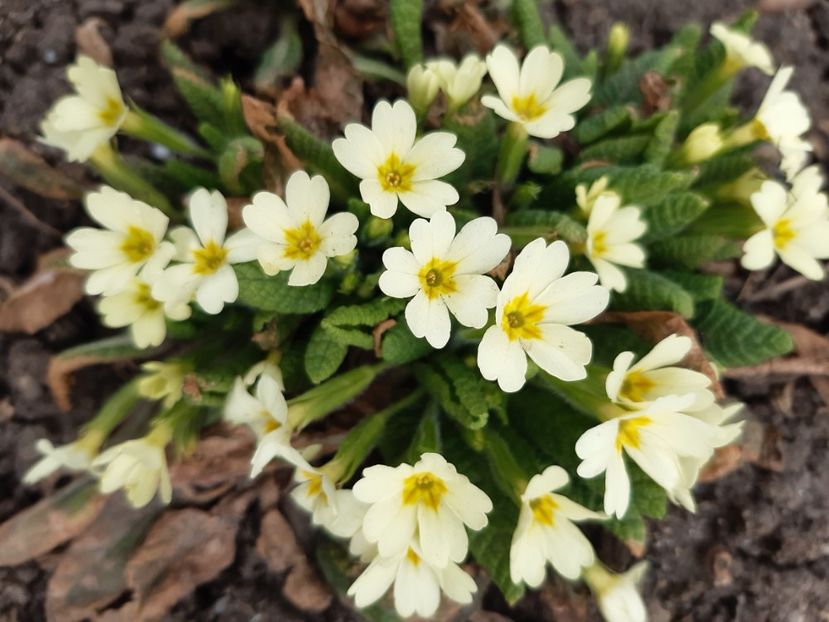  - Flori de Primavarã-Varã 2022