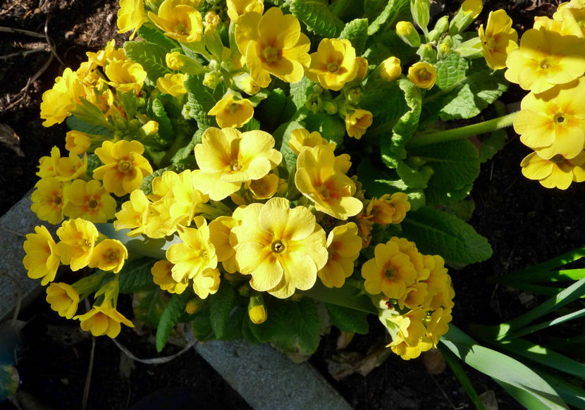 Inainte de ger! :(( - 2022 - 01 - Primavara