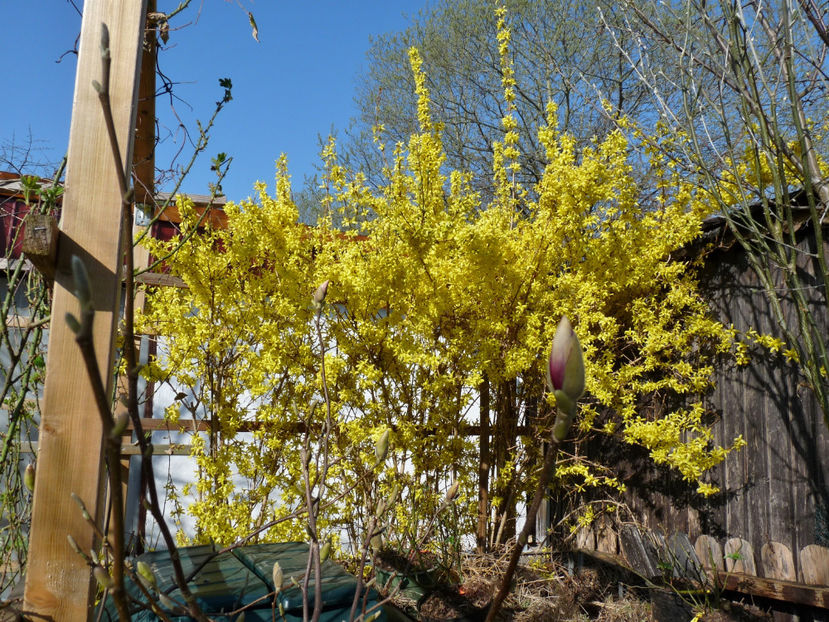  - 2022 - 01 - Primavara