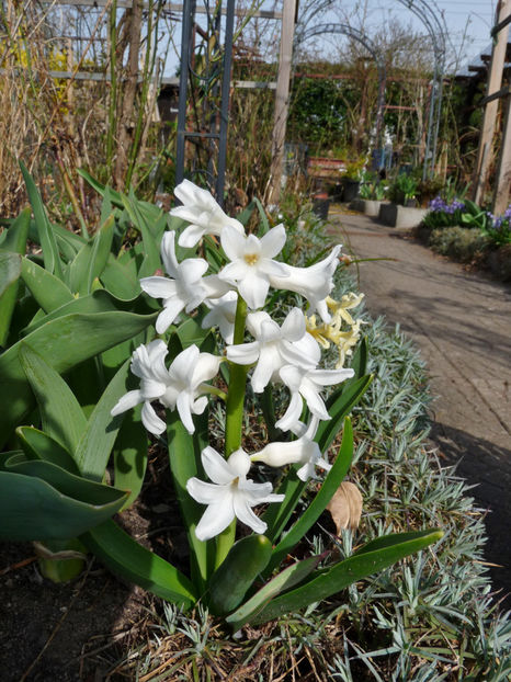  - 2022 - 01 - Primavara