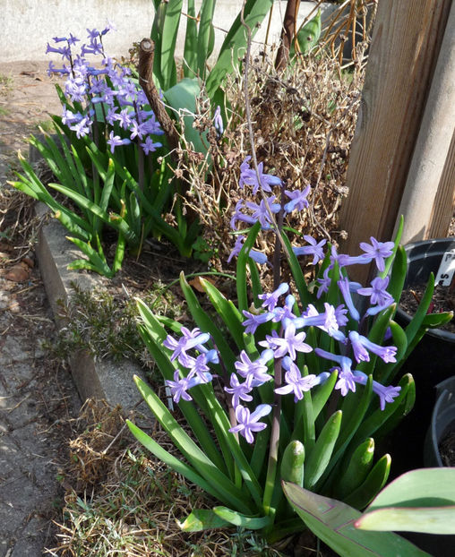  - 2022 - 01 - Primavara