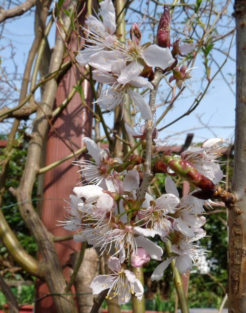  - 2022 - 01 - Primavara