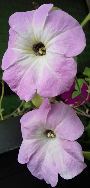 Din seminte - Linişte şi flori