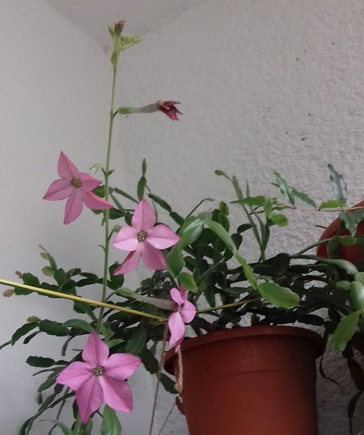  - Linişte şi flori