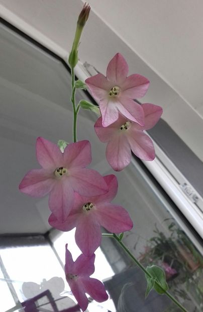  - Linişte şi flori