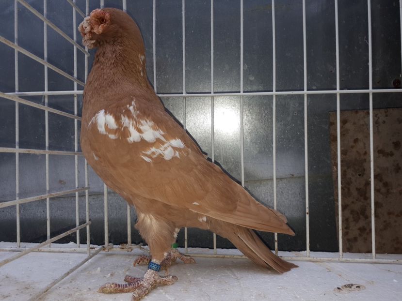  - L 2 _ carunculați 2022