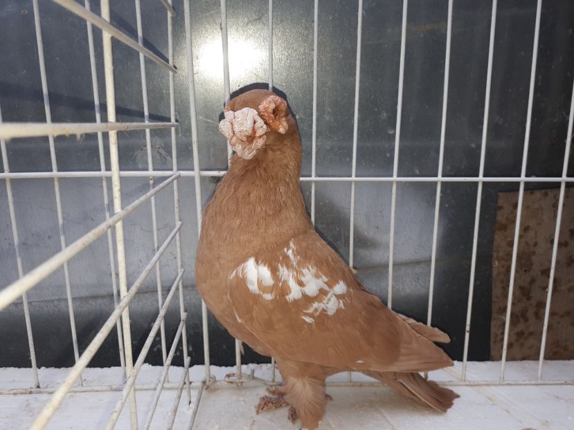  - L 2 _ carunculați 2022