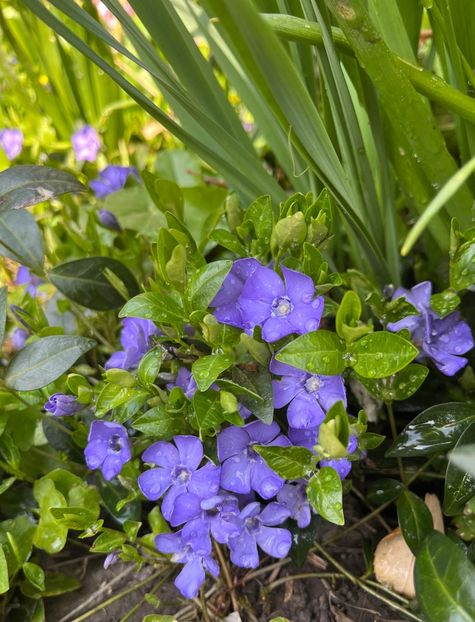 7E5BB1A3-2C1A-40D6-93AC-A7CB58A5EA27 - Flori 2022 2023