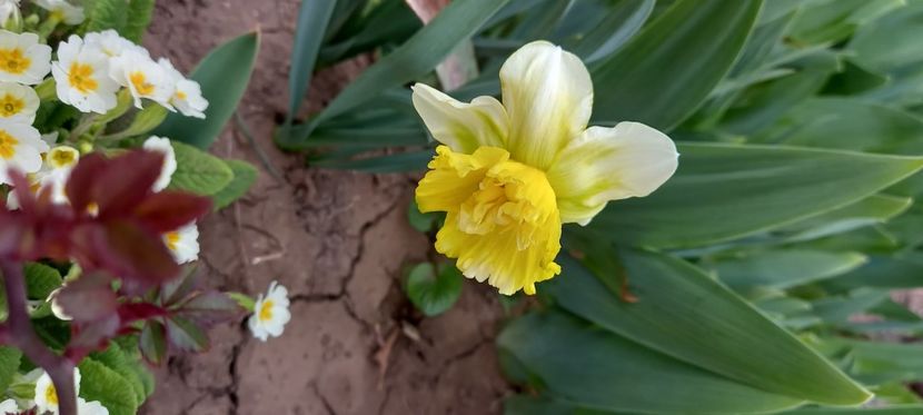  - Sub tutela soarelui