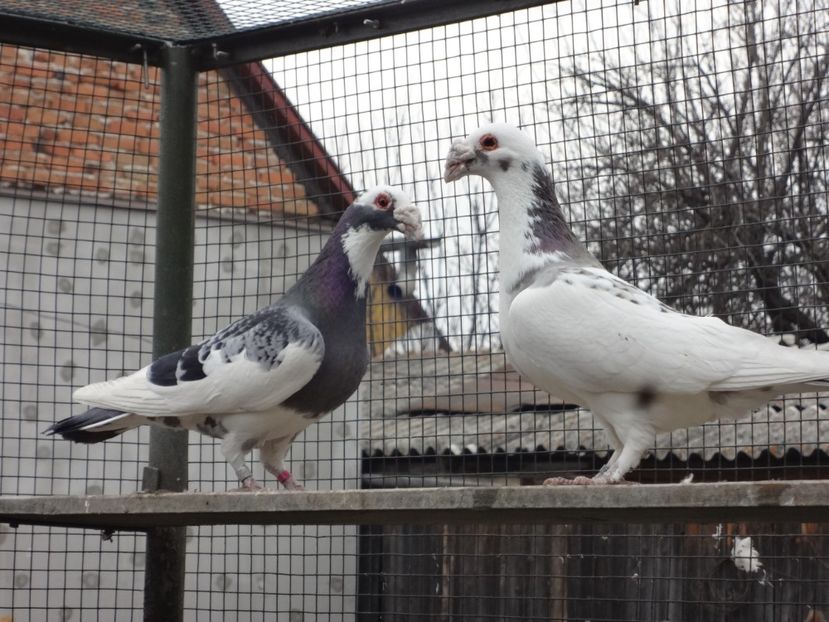 PERECHEA 6. - 07-VOIAJORI STIL VECHI 2022