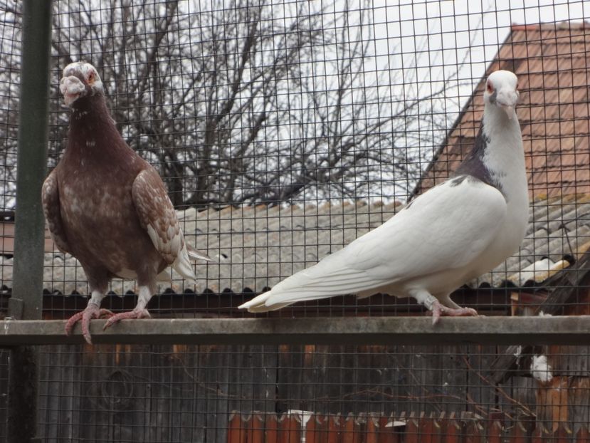  - 07-VOIAJORI STIL VECHI 2022