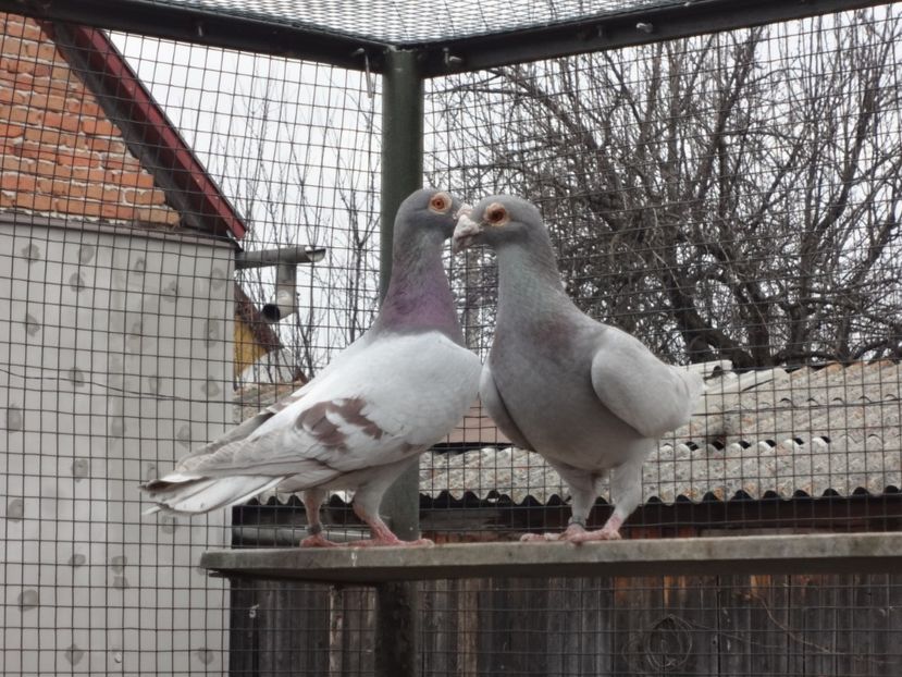 PERECHEA 15. - 07-VOIAJORI STIL VECHI 2022