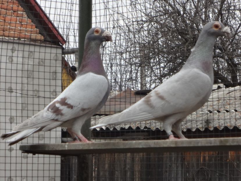  - 07-VOIAJORI STIL VECHI 2022