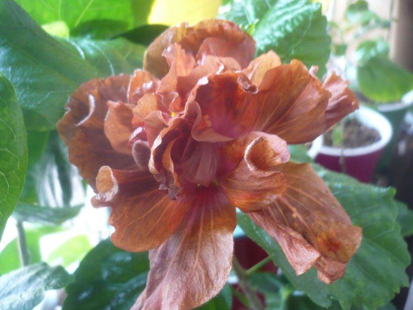 31.03.2022 - HIBISCUSI 2022-1