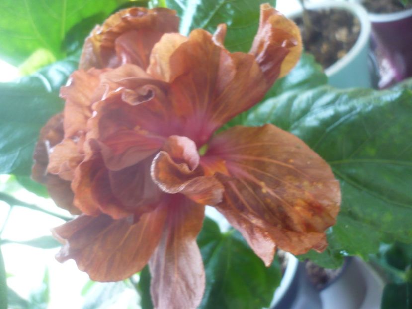 P1510528 - HIBISCUSI 2022-1