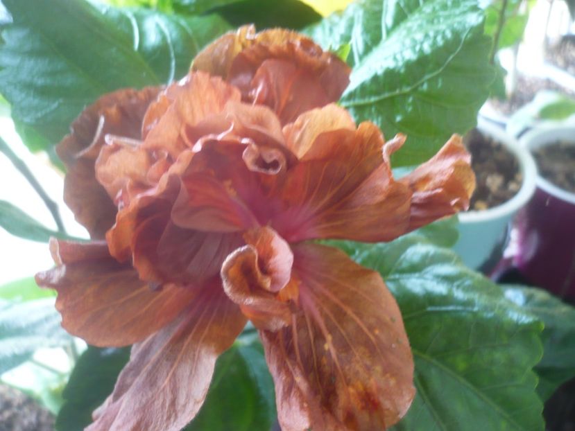 P1510529 - HIBISCUSI 2022-1