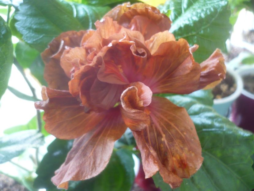 P1510530 - HIBISCUSI 2022-1