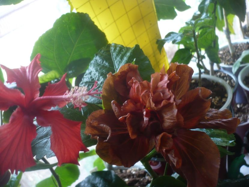 P1510534 - HIBISCUSI 2022-1