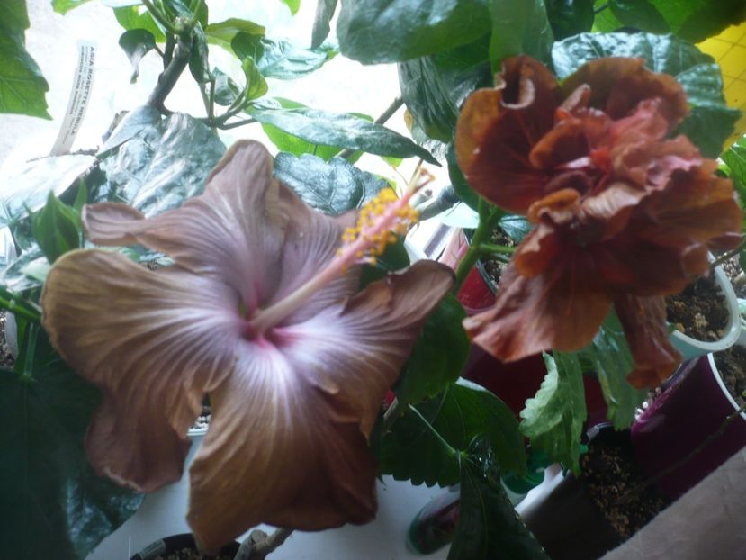 P1510535 - HIBISCUSI 2022-1