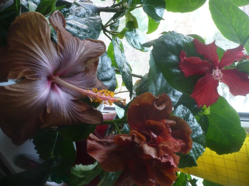 P1510536 - HIBISCUSI 2022-1