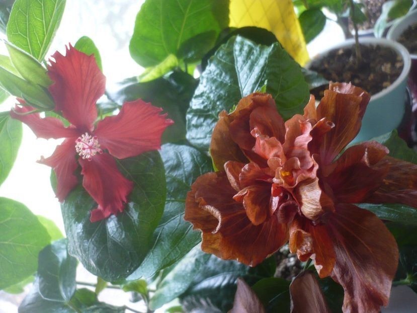 P1510538 - HIBISCUSI 2022-1