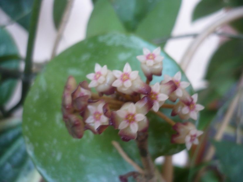 P1510545 - HOYA 2022-1