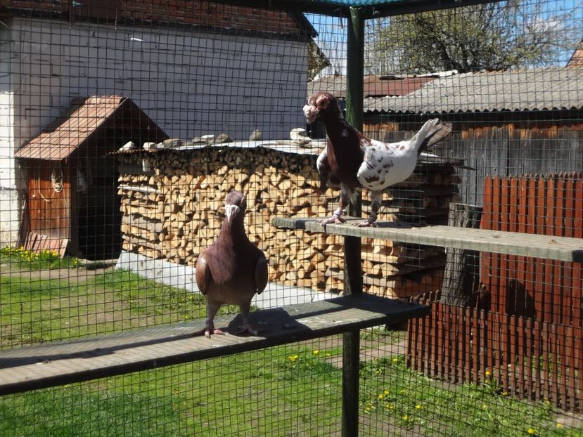  - 07-VOIAJORI STIL VECHI 2022