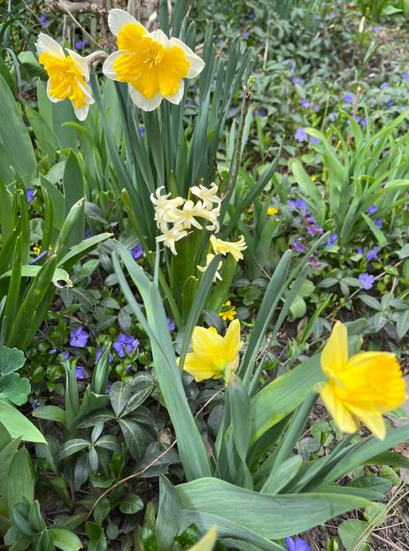 03CA9D36-E62A-46F1-866F-F261B300E89E - Narcise 2021 2022