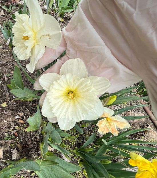 A3DAF3C2-B939-4D3B-8D22-5191AC9E7DEE - Narcise 2021 2022