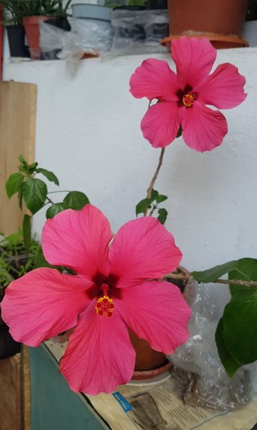  - Florile mamei