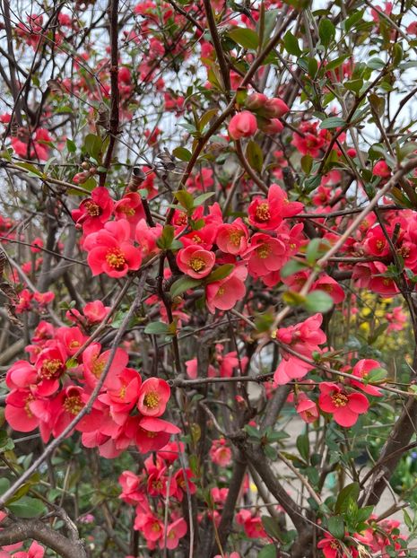 1BF912DB-D74E-4C6B-89FA-00C7B2FD28FB - Arbuști 2021-2023