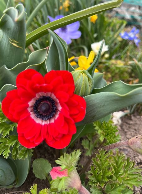 E415737E-9D6F-4BE6-B406-54464CF55DBE - Anemone