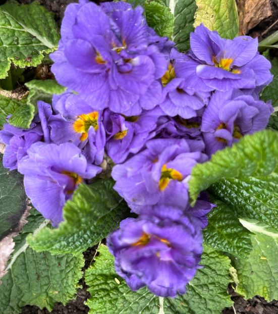 23B37D7C-C58F-4A40-9083-20AB17A12962 - Primule 21 22 23 24