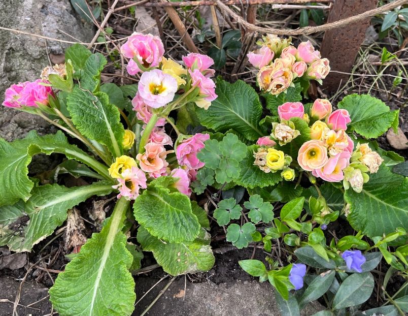 1C2E4A85-49AB-4853-9D71-2183ABBE0075 - Primule 21 22 23 24