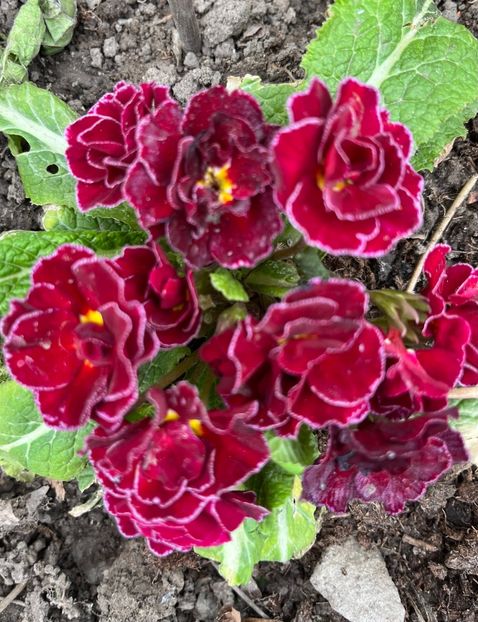 4932C57F-19EC-4509-818C-E4E94F426841 - Primule 21 22 23 24