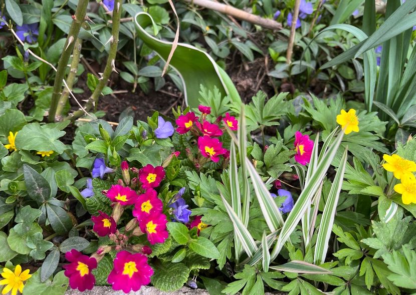 60249F90-0354-470C-B989-102B8FD04B96 - Primule 21 22 23 24