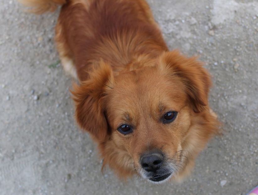 IMG-20220401-WA0003 - Album foto-PAPI -catelul minune pentru mine