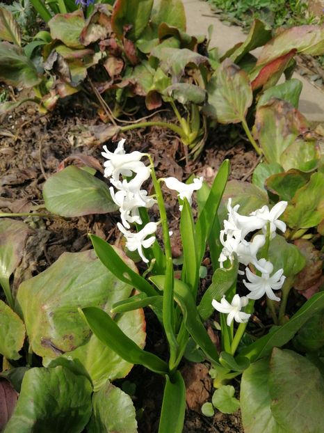  - Flori de grădină-2022