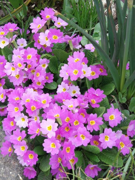  - Flori de grădină-2022