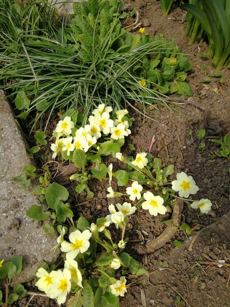  - Flori de grădină-2022