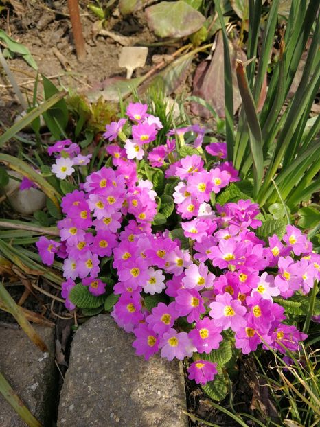  - Flori de grădină-2022