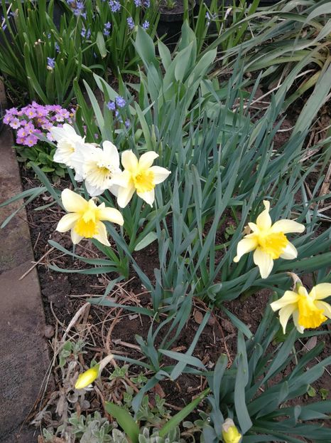  - Flori de grădină-2022