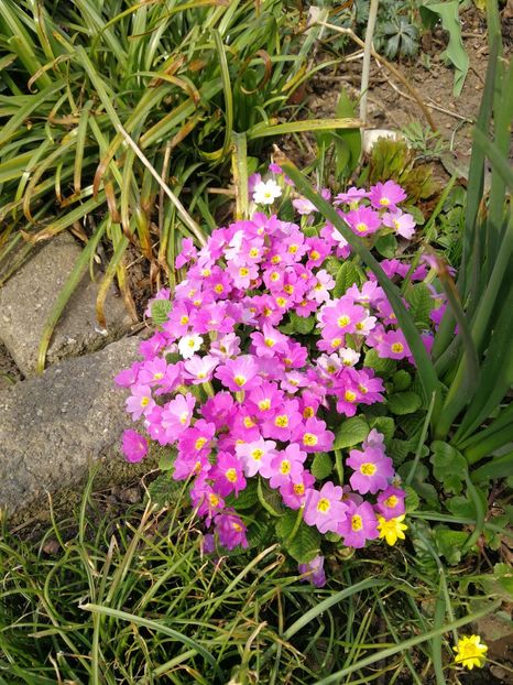  - Flori de grădină-2022