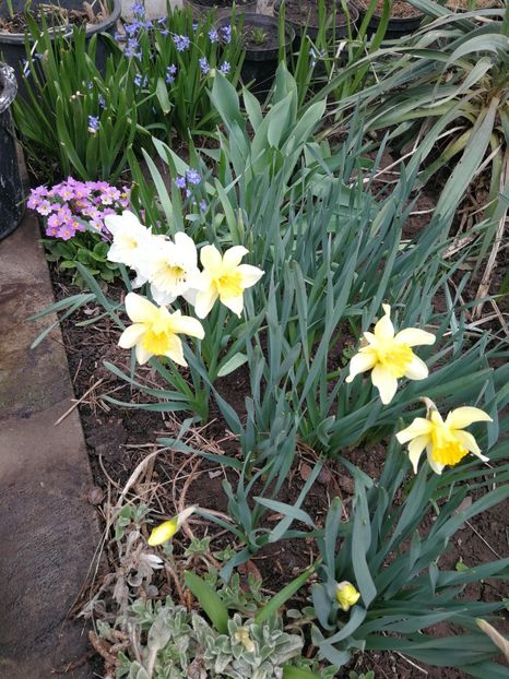  - Flori de grădină-2022