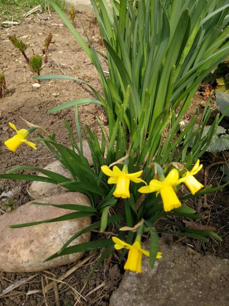  - Flori de grădină-2022