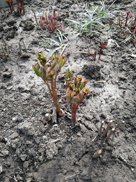  - Flori de grădină-2022